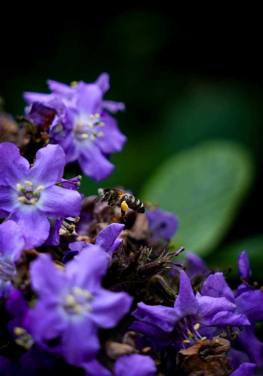 Bee and Bloom — print