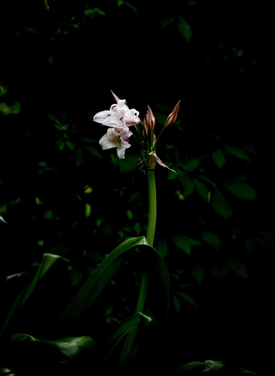 Night Lily I — print